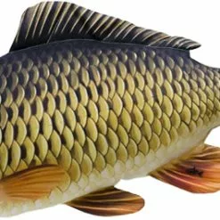 Gaby The Common Carp 64cm